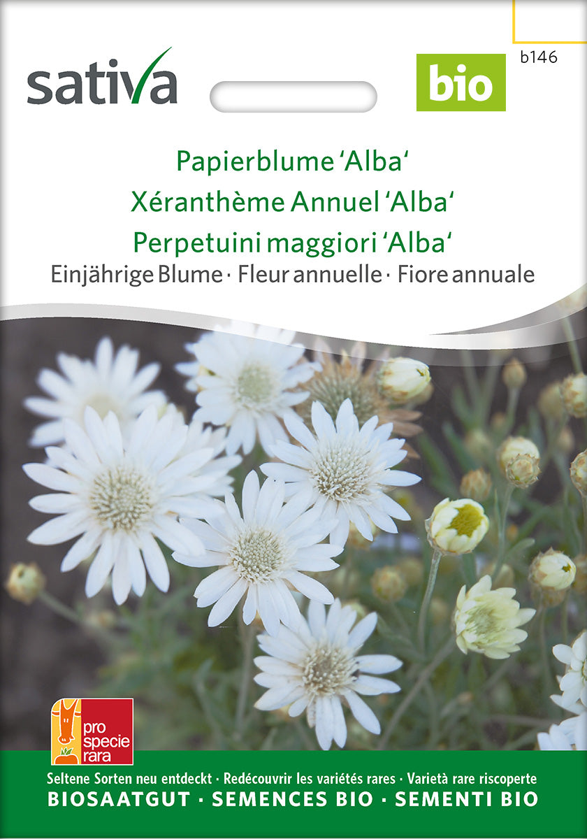 Sativa Papierblume Alba