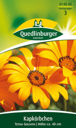 Quedlinburger Kapkörbchen  Tetra Goliath