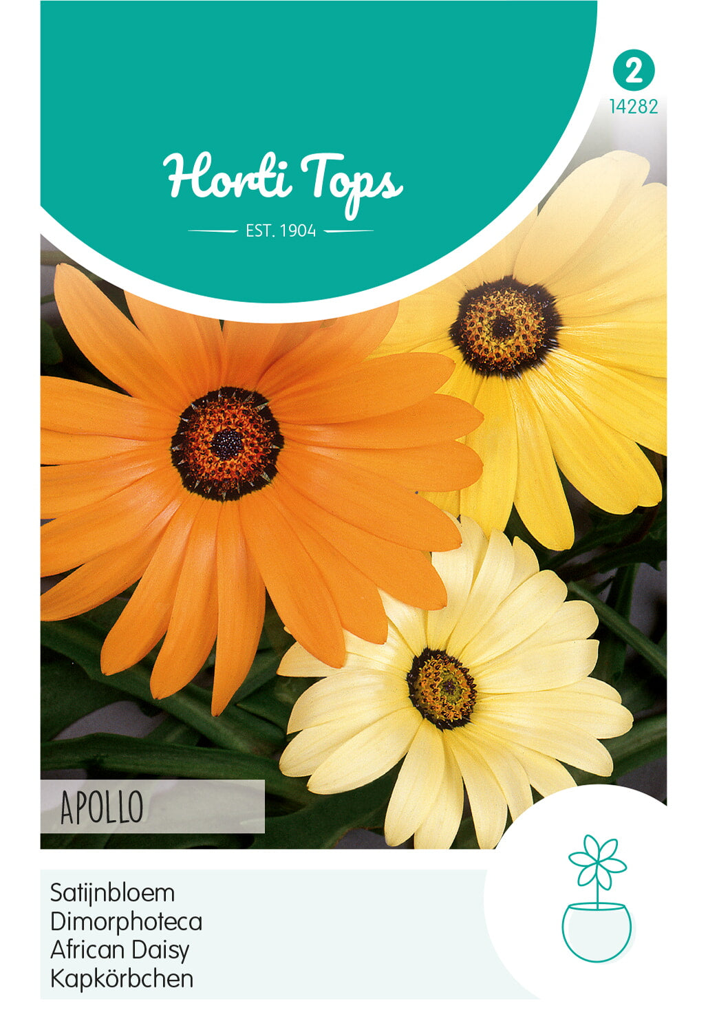 Horti Tops Buschige Kapmargerite Hybrida Apollo Mischung
