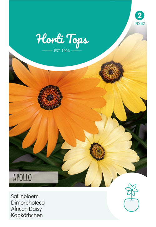 Horti Tops Buschige Kapmargerite Hybrida Apollo Mischung