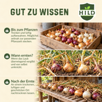 HILD Wintersteckzwiebeln Trio 750 Gramm