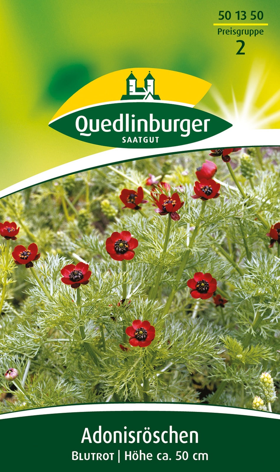 Quedlinburger Adonisröschen Blutrot