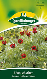 Quedlinburger Adonisröschen Blutrot