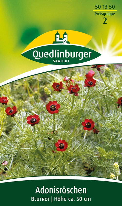 Quedlinburger Adonisröschen Blutrot