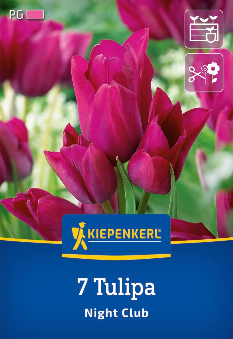 Mehrblütige Tulpe Night Club