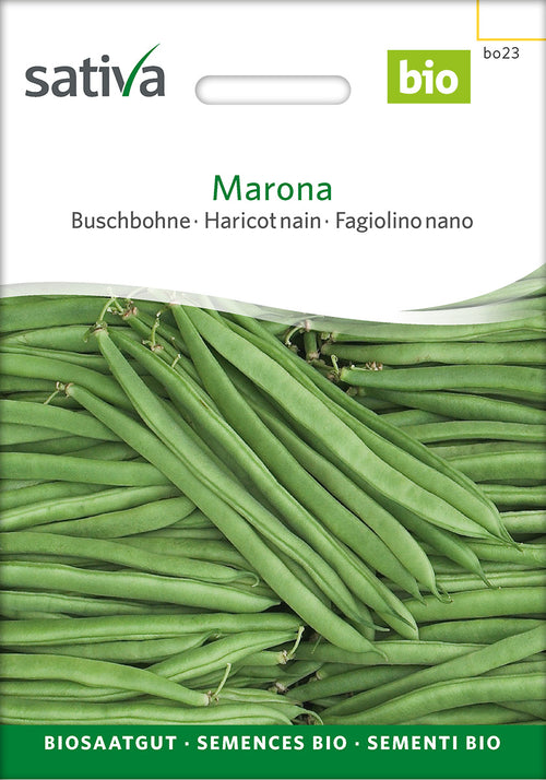 Sativa Buschbohne Marona