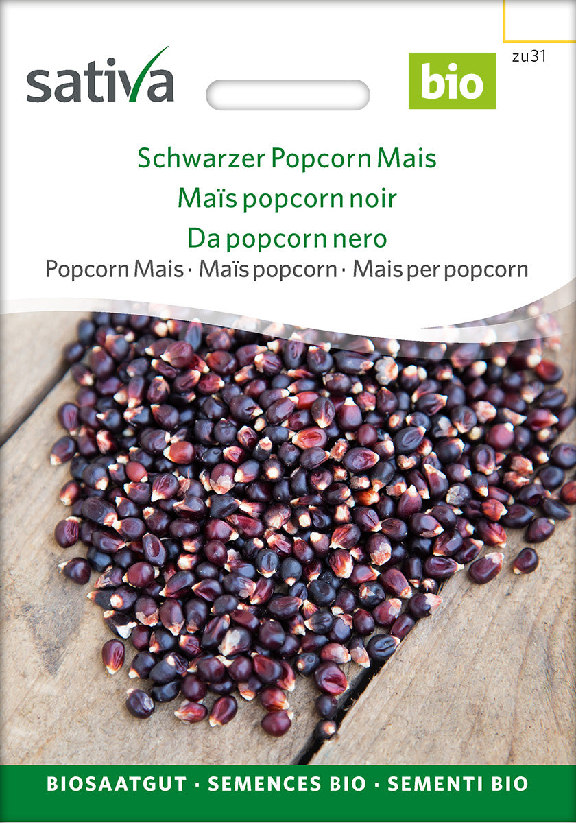 Sativa Popcorn Mais Schwarzer Popcorn Mais