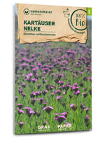 Samen Maier BIO Karthäuser-Nelke