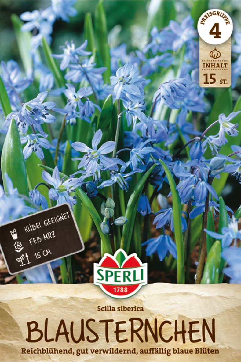 Sibirischer Blaustern
