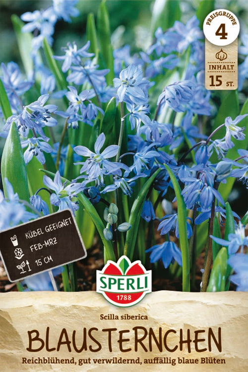 Sibirischer Blaustern