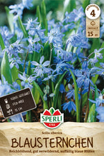 Sibirischer Blaustern