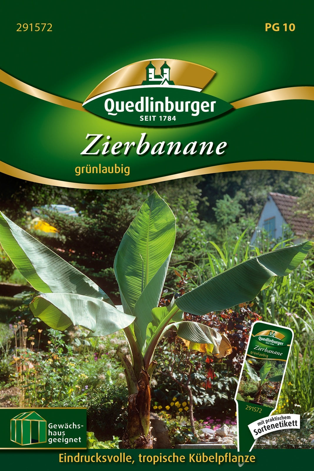 Quedlinburger Zimmerpflanze Zierbanane
