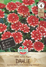 SPERLI Dahlie Nagano