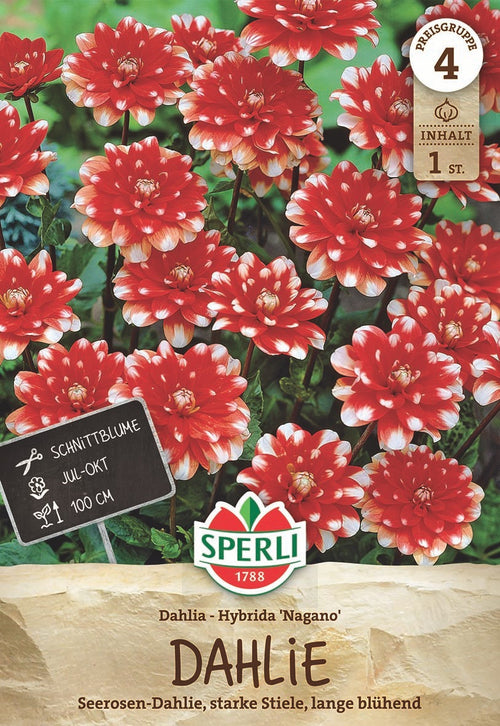 SPERLI Dahlie Nagano