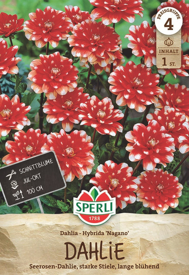 SPERLI Dahlie Nagano