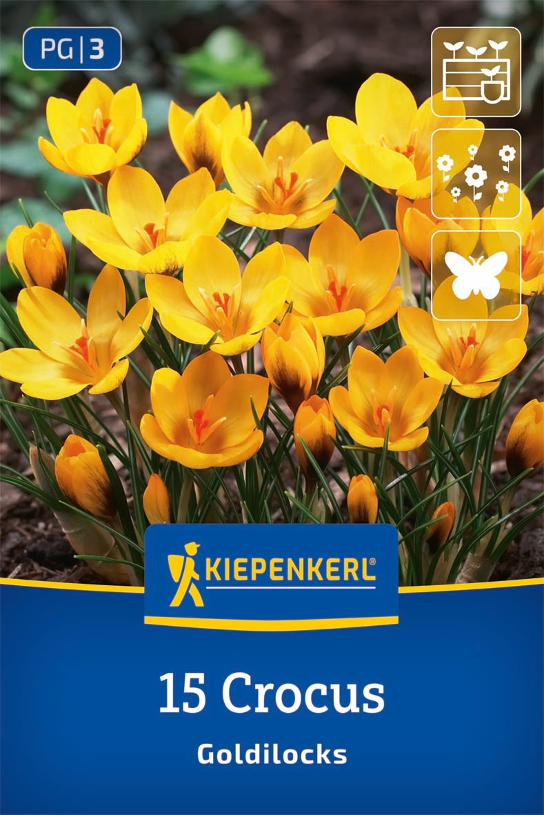 Botanischer Krokus Goldilocks