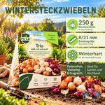 HILD Wintersteckzwiebeln Trio 250 Gramm