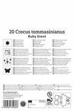 Botanischer Krokus Ruby Giant