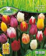 Pegasus BigBag Triumph Tulpe Mischung