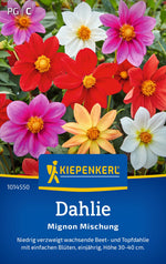 Kiepenkerl Dahlien Mignon Mischung