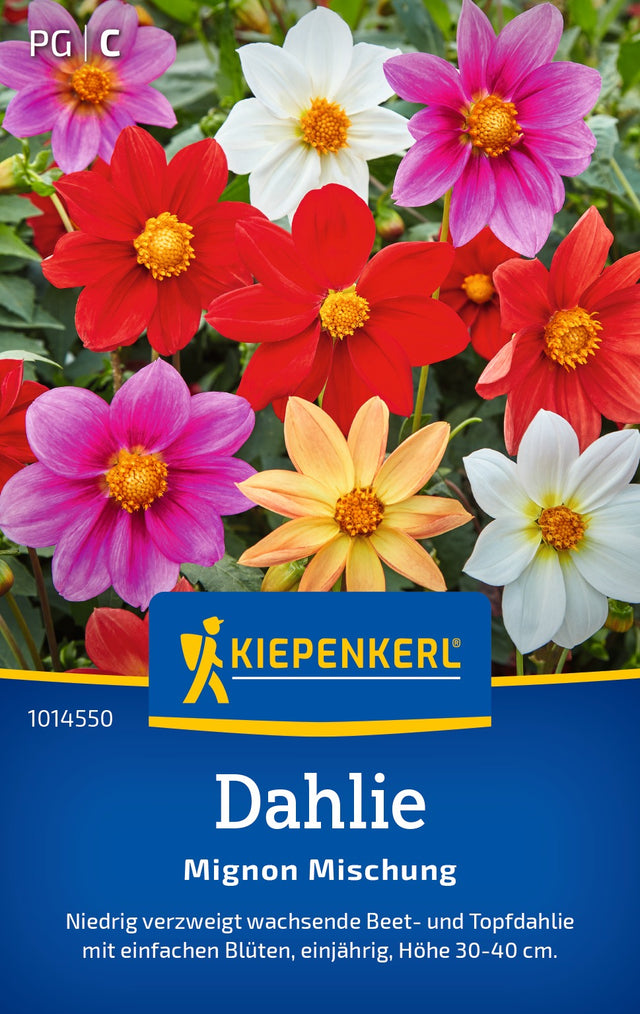 Kiepenkerl Dahlien Mignon Mischung