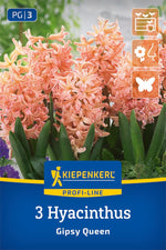 Profi-Line Hyazinthe Gipsy Queen