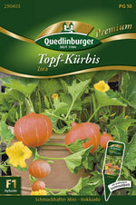 Quedlinburger Hokkaidokürbis Zora