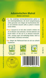 Quedlinburger Adonisröschen Blutrot