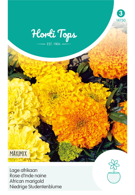 Horti Tops Aufrechte Studentenblume Nana Maximix Gefüllte Mischung