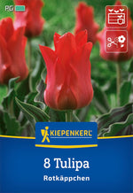 Greigii-Tulpe Rotkäppchen