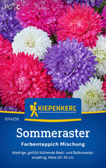 Kiepenkerl Sommeraster Farbenteppich Mischung