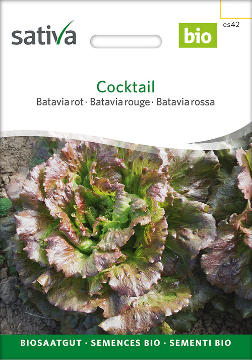 Sativa Bataviasalat rot Cocktail