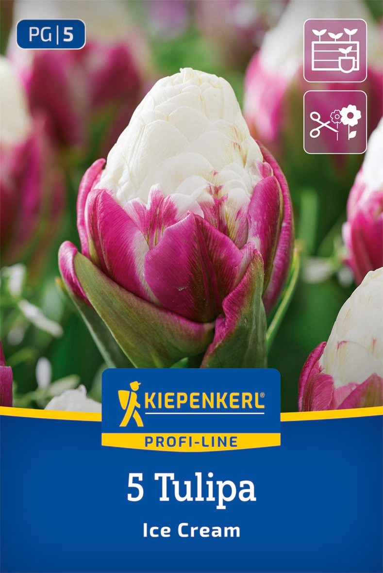 Profi-Line Gefüllte späte Tulpe Ice Cream