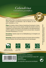 Quedlinburger Blattschmuckpflanze Amaranth