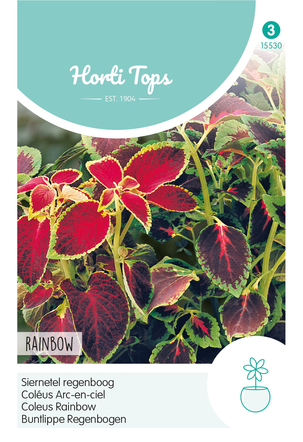 Horti Tops Buntnessel Blumei Regenbogenmischung