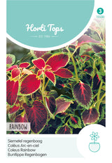 Horti Tops Buntnessel Blumei Regenbogenmischung