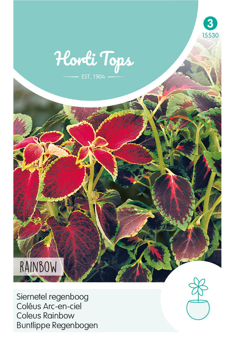 Horti Tops Buntnessel Blumei Regenbogenmischung