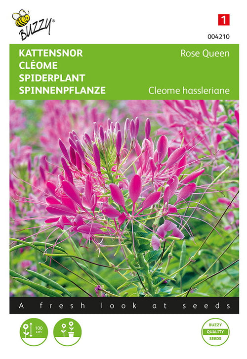 Buzzy Seeds Spinnenpflanze Rose Queen