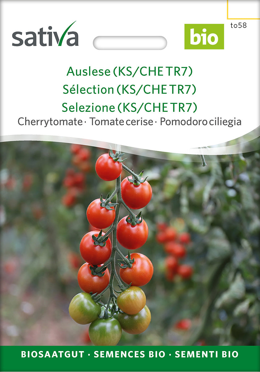 Sativa Cherrytomate Auslese (KS/CHE TR7)