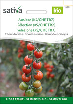 Sativa Cherrytomate Auslese (KS/CHE TR7)