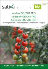 Sativa Cherrytomate Auslese (KS/CHE TR7)