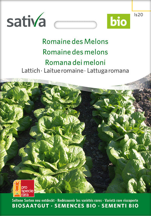 Sativa Lattich Romaine des Melons
