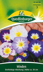 Quedlinburger Trichterwinde dreifarbige Mischung