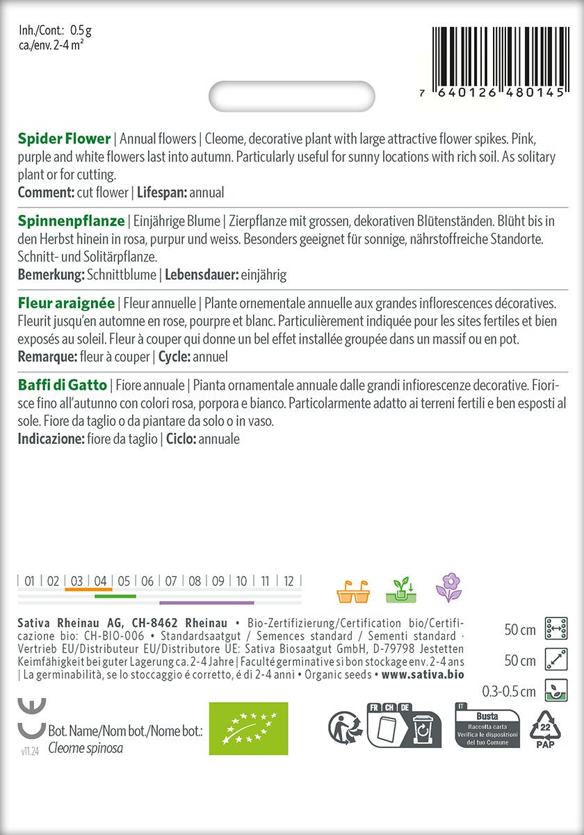 Sativa Spinnenpflanze