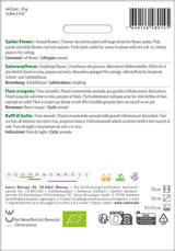 Sativa Spinnenpflanze