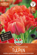 Premium Gefüllte Späte Tulpe Gudoshnik Double
