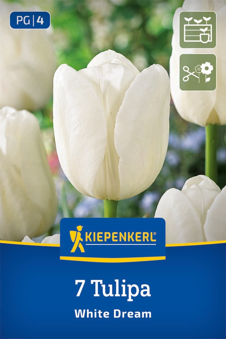 Triumph-Tulpe White Dream