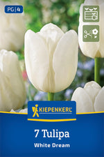 Triumph-Tulpe White Dream