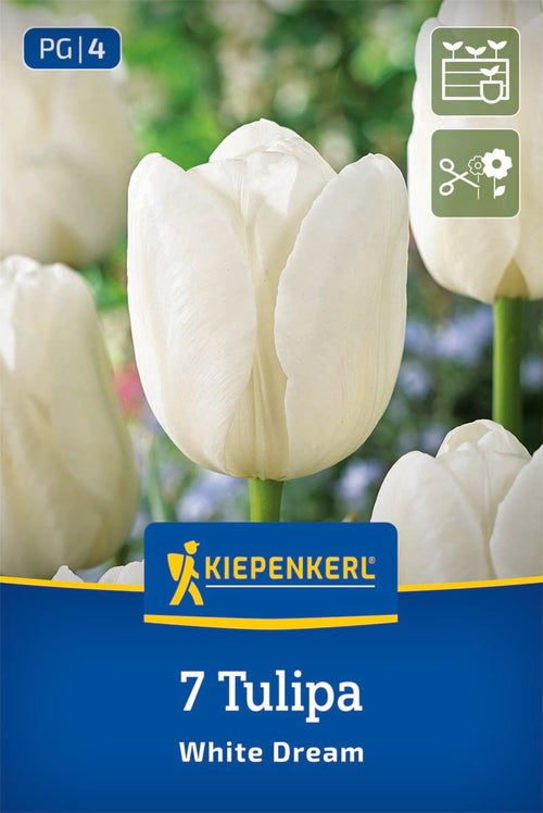 Triumph-Tulpe White Dream
