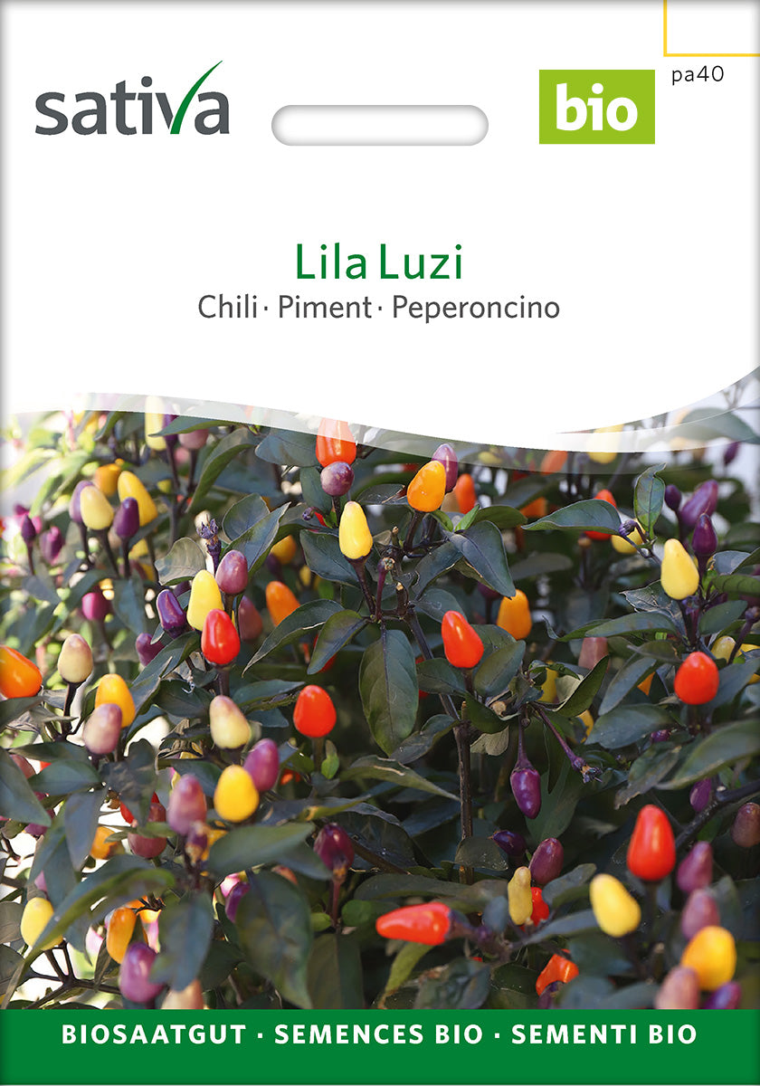 Sativa Chili Lila Luzi